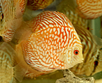 Assorted Premium Discus 7-10cm Body