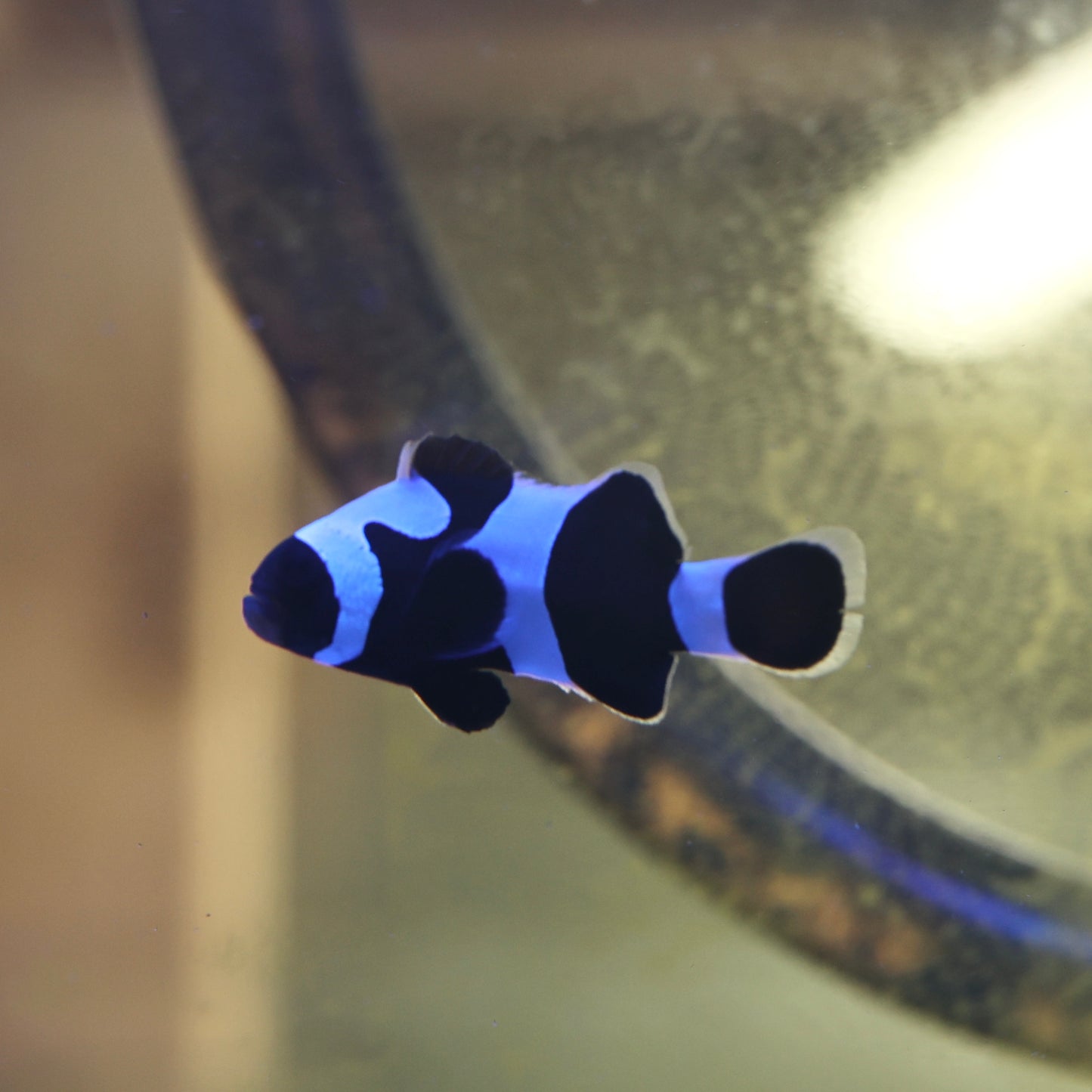 Black & White Clownfish (Medium)