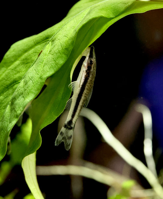 Otocinclus Catfish 3-4cm