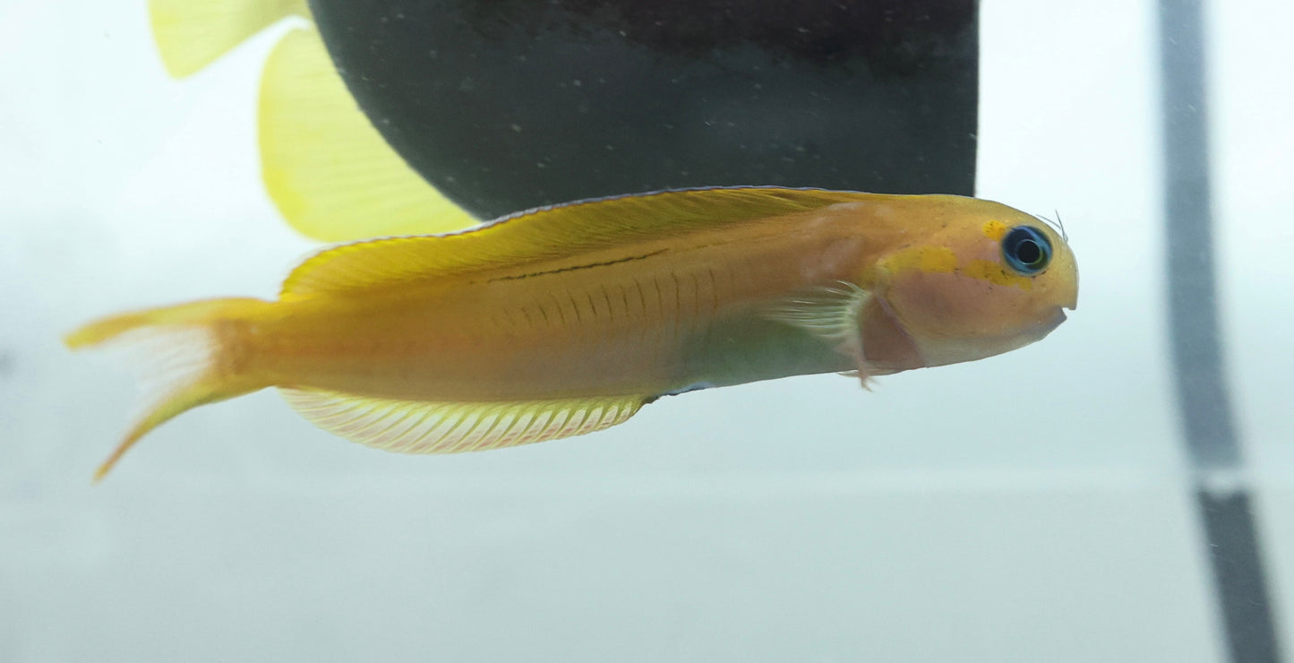 Midas Blenny Large