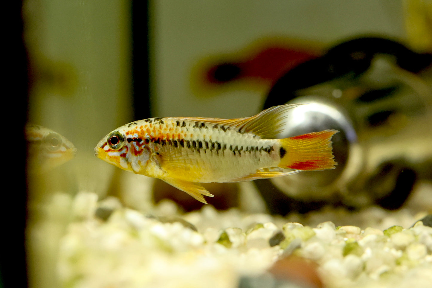 Apistogramma Viejita Red Male 5-6cm