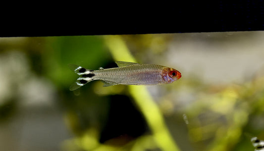 Rummy Nose Tetra 3cm