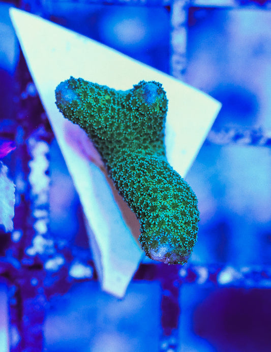 WYSIWYG Green Montipora Digitata Frag