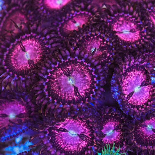 Purple Bees Zoa