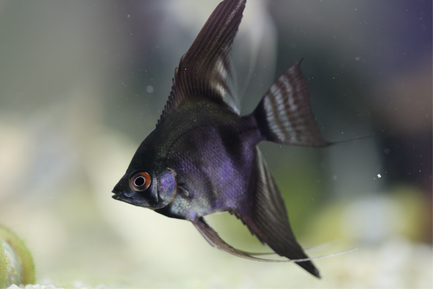 Assorted Angelfish 4-5cm