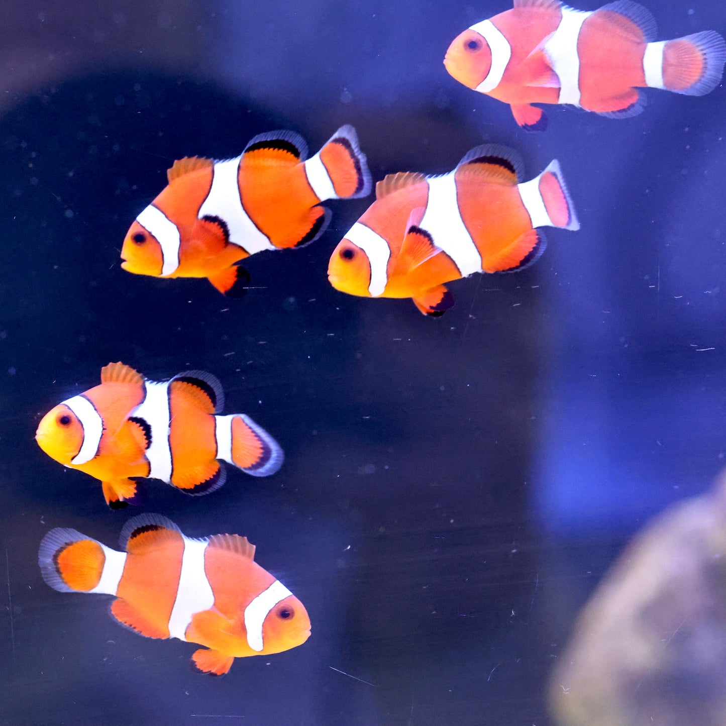 Common Clownfish