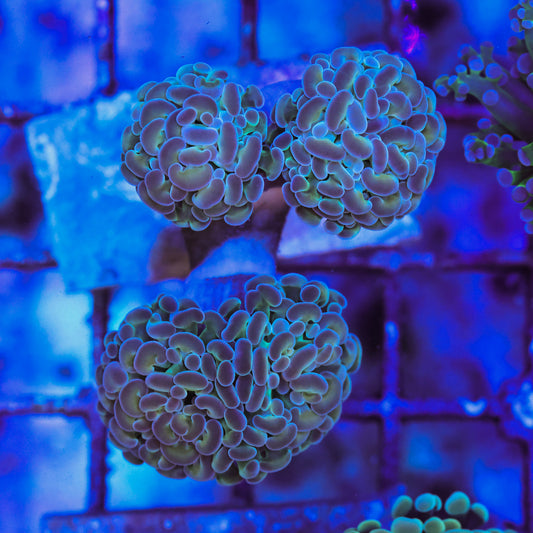 WYSIWYG Pale Hologram Hammer Coral 4 Heads