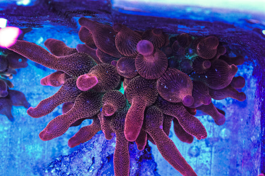 Rose Bubble Tip Anemone