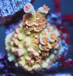 WYSIWYG Blazing Bifaria Acropora