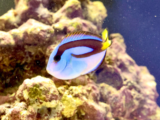 Regal Blue Tang (Small)