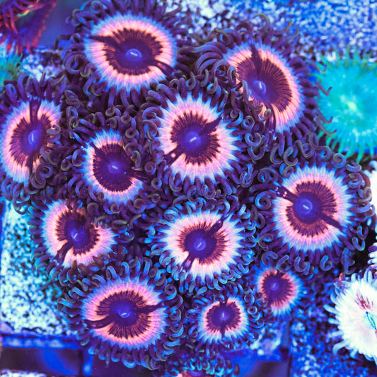 Sonic Flare Zoa