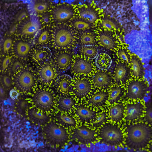 Golden Horner Zoa