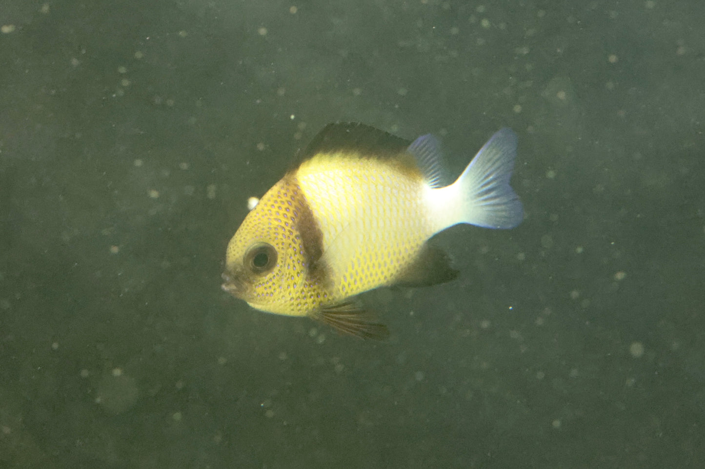 Two Stripe Humbug Damsel (Medium)