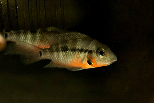 Firemouth Cichlid 4-5cm