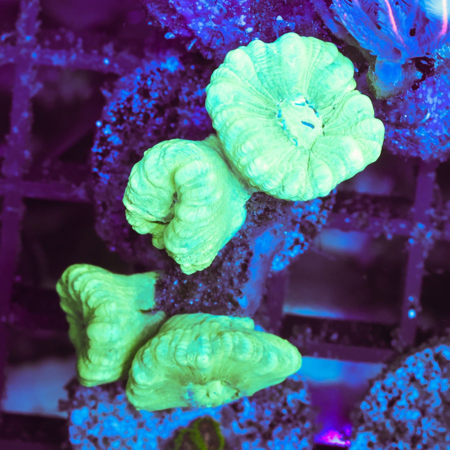 WYSIWYG Neon Green Candy Cane - 4 Heads