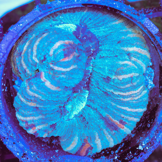 WYSIWYG Trachyphyllia