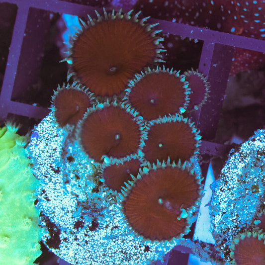 WYSIWYG Red Death Paly - 8 Polyps