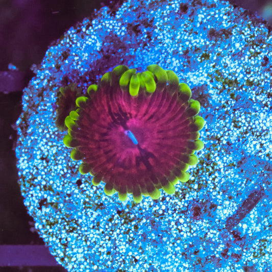 WYSIWYG Fake Lime Chilli Zoa - 2 Polyps