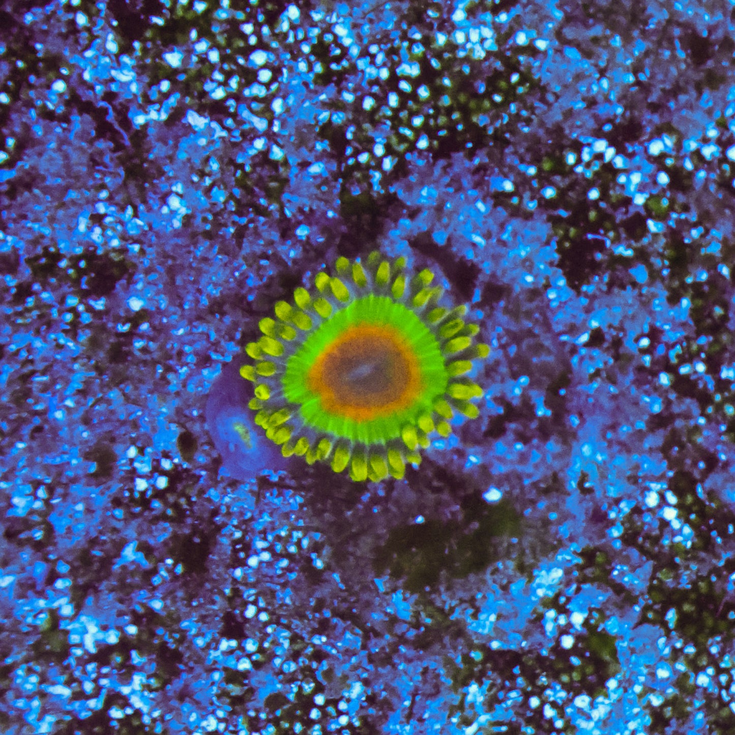 WYSIWYG Rasta Zoa - 1 Polyp