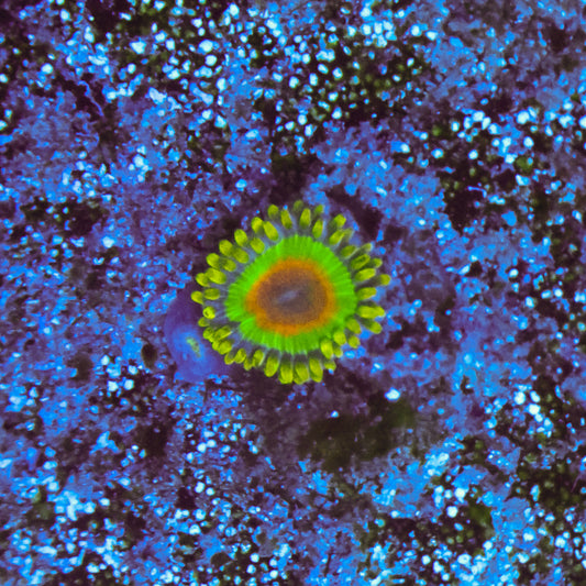 WYSIWYG Rasta Zoa - 1 Polyp