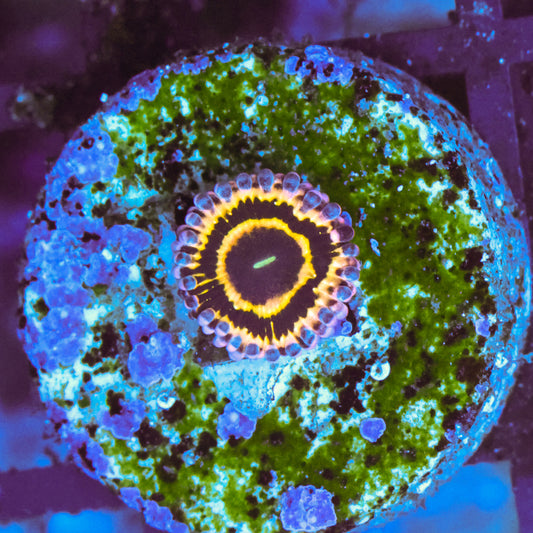 WYSIWYG Stratosphere Zoa - 1 Polyp