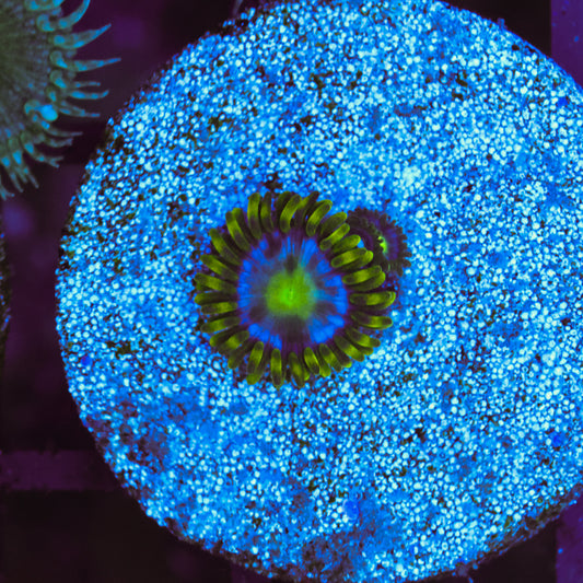 WYSIWYG Blue Steel Zoa - 2 Polyps