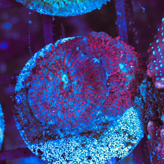WYSIWYG Red and White Discosoma Mushroom - 2 Leaves