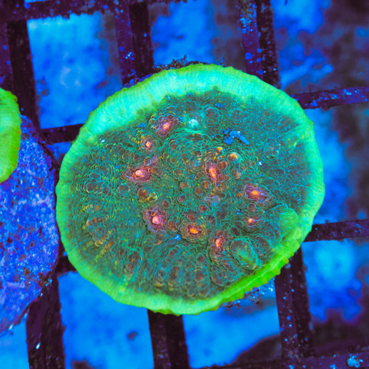 WYSIWYG Area 51 Chalice - UK Grown