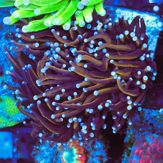 WYSIWYG 24k Gold Torch - 2 Heads