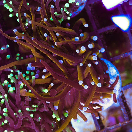 WYSIWYG 24k Gold Torch - 1 Head