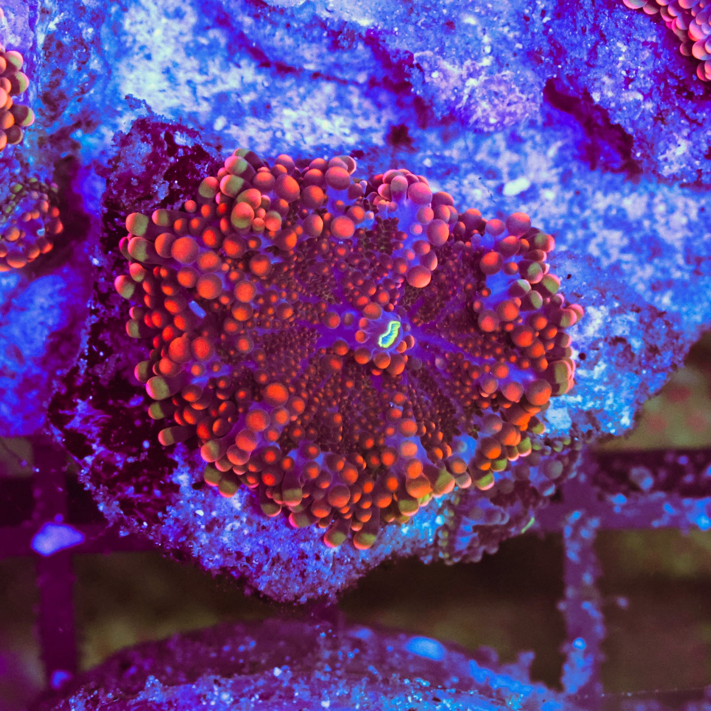 WYSIWYG Orange Ricordea Yuma Mushroom - 1 Leaf