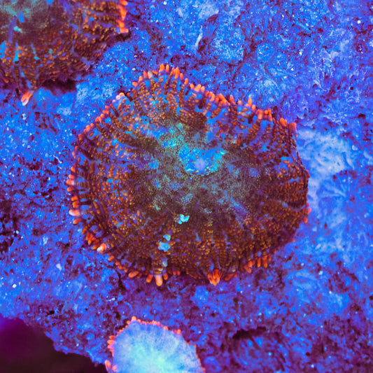 WYSIWYG Rhodactic Mushroom - 1 Leaf