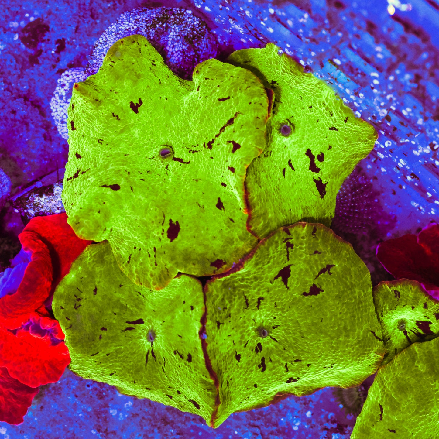 WYSIWYG Electus Jawbreaker Discosoma Mushrooms - 4 Leaves