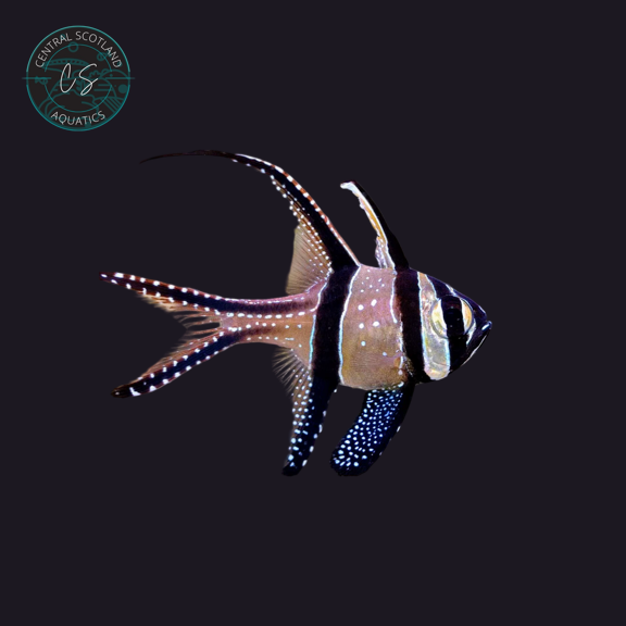 Tank bred Banggai Cardinalfish Pterapogon kauderni in UK reef aquarium