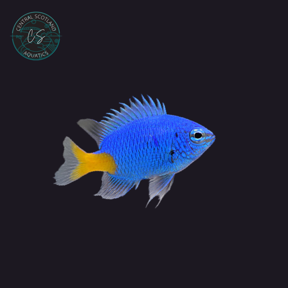 Tank bred Yellow Tail Blue Damsel Chrysiptera parasema in UK reef aquarium