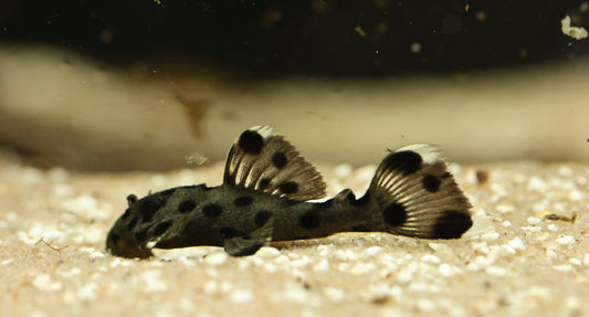 L264 Sultan Pleco 3cm