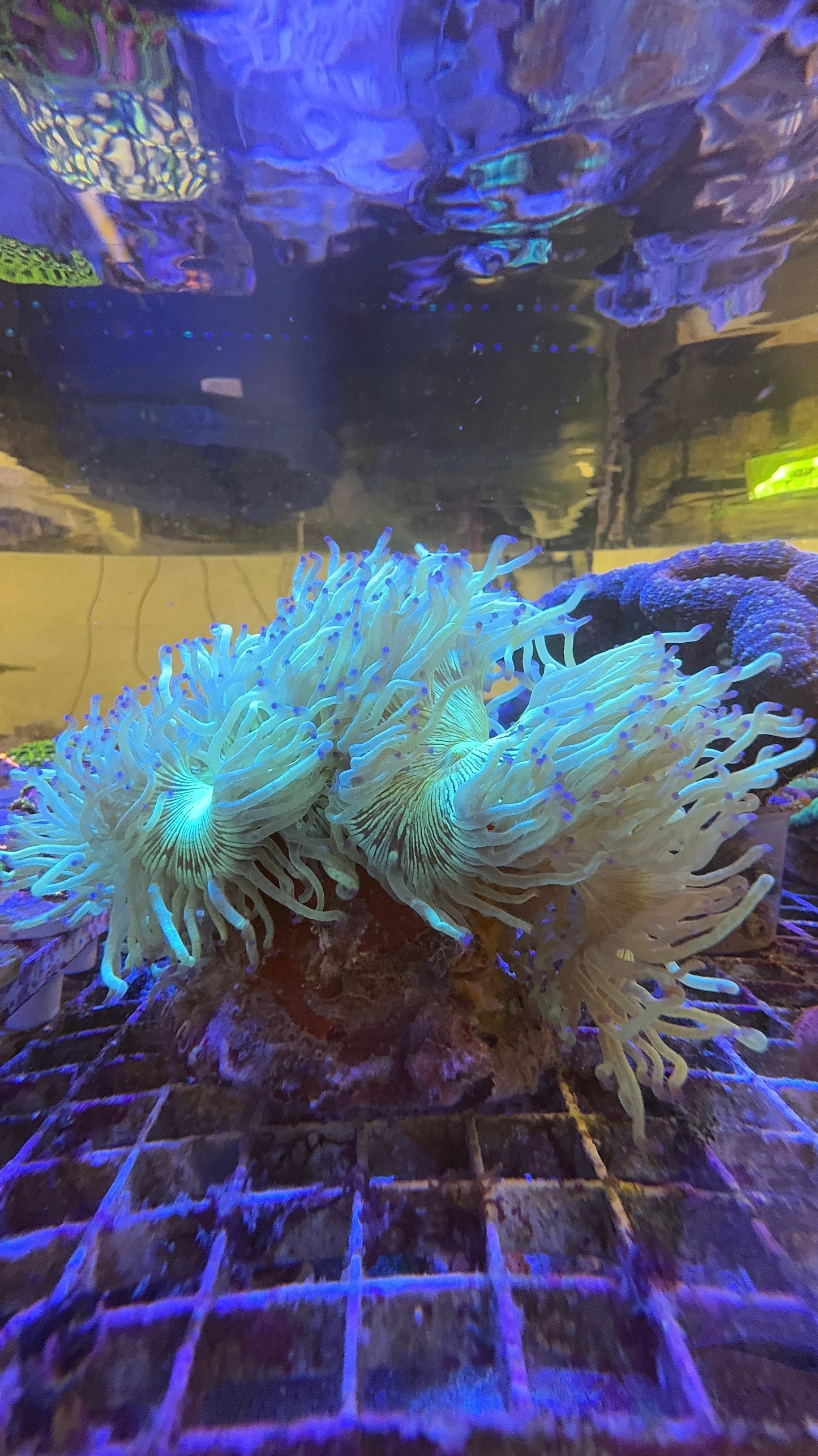 WYSIWYG XL Blue Tip Elegance Coral - Catalaphyllia