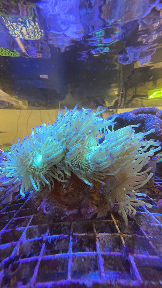 WYSIWYG XL Blue Tip Elegance Coral - Catalaphyllia