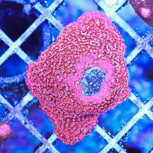 WYSIWYG Red Plating Montipora