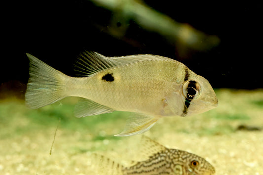 Cupid Cichlid (Biotodoma Cupido)