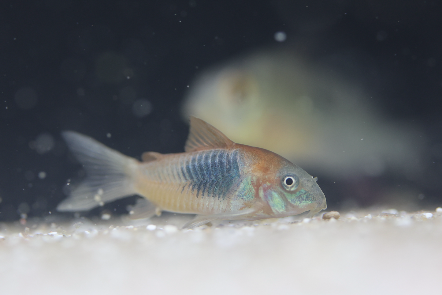 Orange Venezuelan Cory 3cm