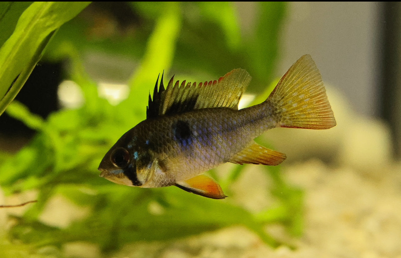 Black Devil Rams 4cm