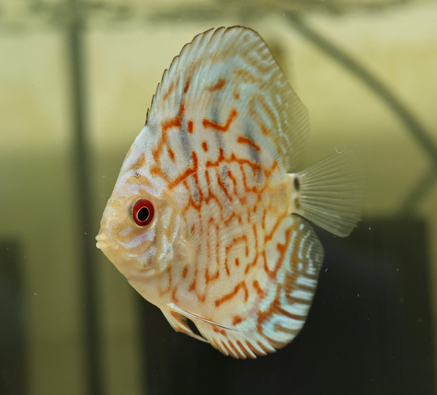 Hand Picked Assorted Discus 6-7cm