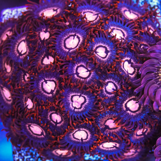 Fire & Ice Zoa