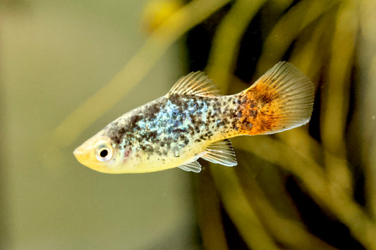 Blue Calico Platy 4cm