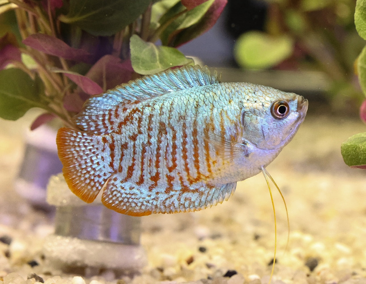 Common Dwarf Gourami 4-5cm