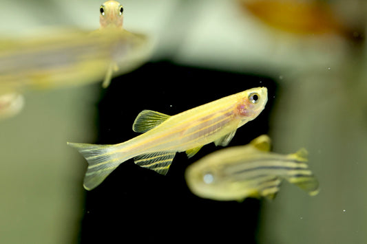 Golden Zebra Danio 3cm