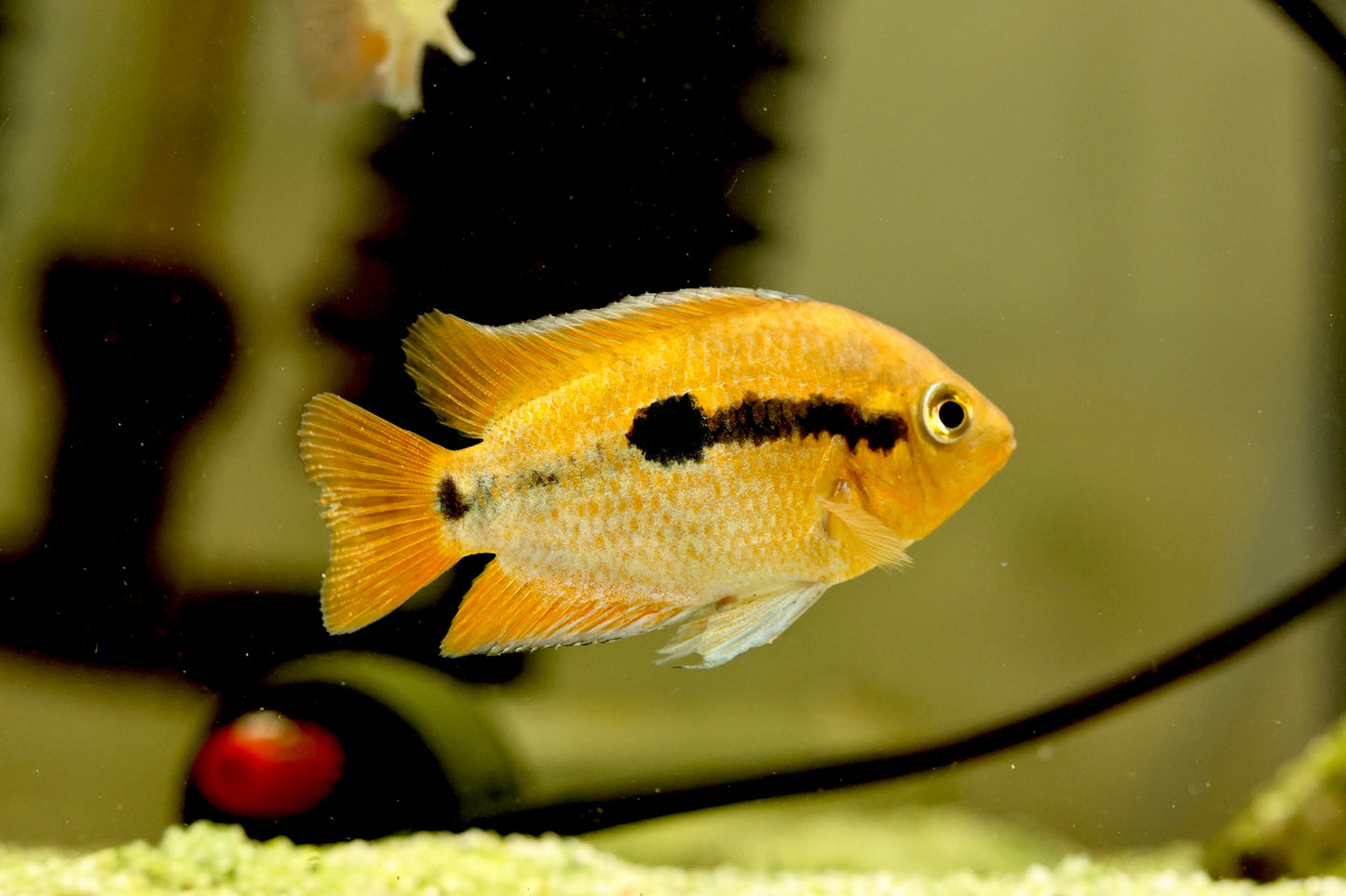 Rainbow Cichlid (Herotilapia multispinosa) 6-7cm