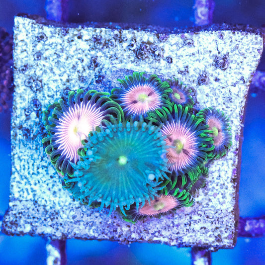 WYSIWYG Laser Lemon Zoa & Paly Frag 6+ Polyps