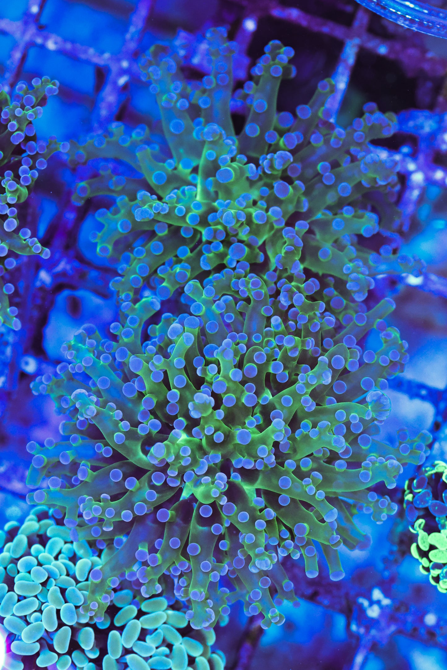 WYSIWYG Green & Purple Tip Frogspawn 2 Heads